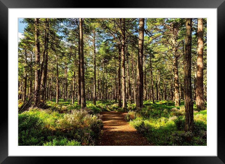 Sunny path in the Abernethy Forest 2 Framed Mounted Print by Robert Murray