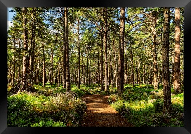 Sunny path in the Abernethy Forest 2 Framed Print by Robert Murray