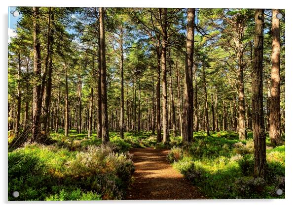 Sunny path in the Abernethy Forest 2 Acrylic by Robert Murray