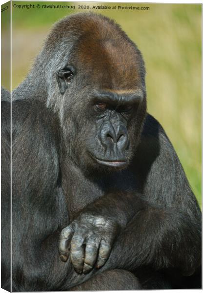 Gorilla Asante With Her Inquisitive Look Canvas Print by rawshutterbug 