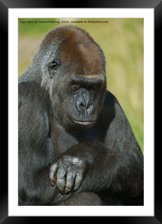 Gorilla Asante With Her Inquisitive Look Framed Mounted Print by rawshutterbug 