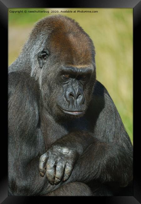 Gorilla Asante With Her Inquisitive Look Framed Print by rawshutterbug 