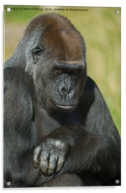 Gorilla Asante With Her Inquisitive Look Acrylic by rawshutterbug 