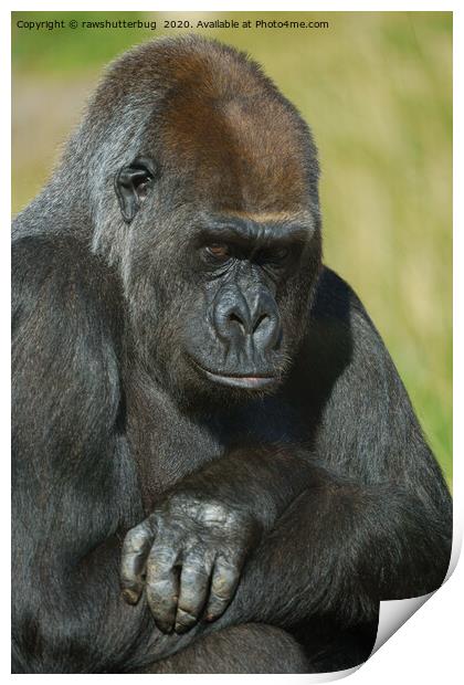 Gorilla Asante With Her Inquisitive Look Print by rawshutterbug 