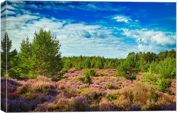 Purple heather in the Abernethy Forest, Nethy Brid Canvas Print by Robert Murray