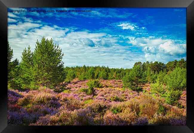 Purple heather in the Abernethy Forest, Nethy Brid Framed Print by Robert Murray