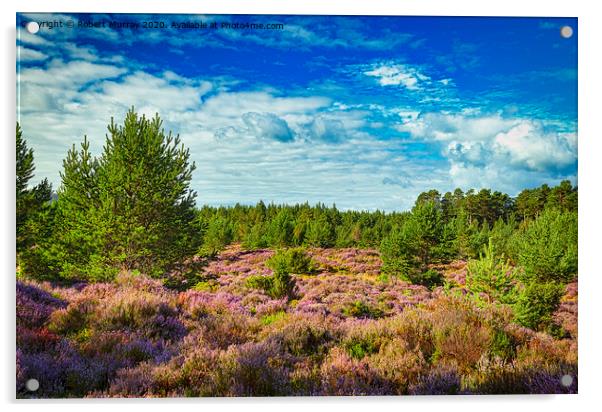 Purple heather in the Abernethy Forest, Nethy Brid Acrylic by Robert Murray