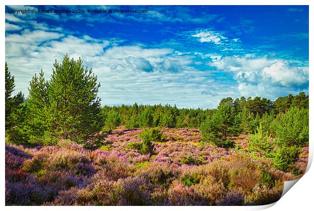 Purple heather in the Abernethy Forest, Nethy Brid Print by Robert Murray