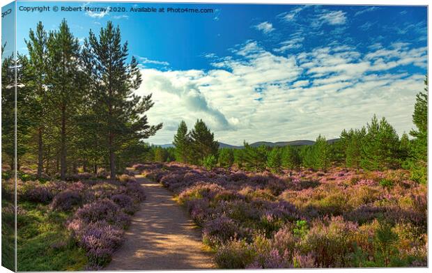Heather lined Abernethy Forest path. Canvas Print by Robert Murray