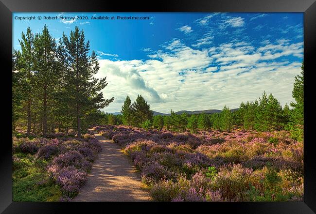 Heather lined Abernethy Forest path. Framed Print by Robert Murray