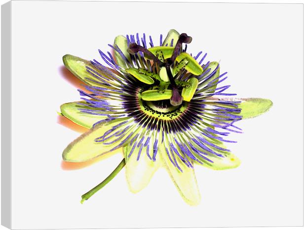 painted passion flower Canvas Print by Heather Newton