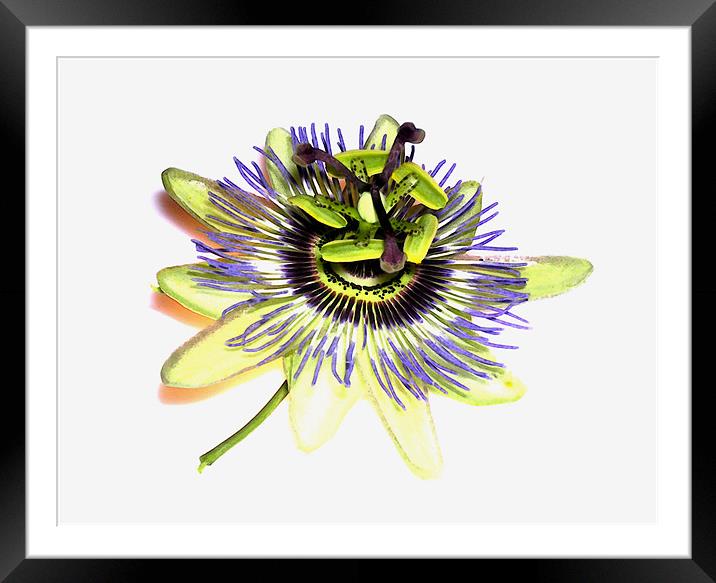 painted passion flower Framed Mounted Print by Heather Newton