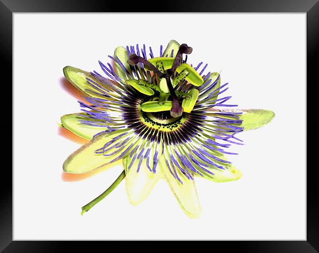 painted passion flower Framed Print by Heather Newton