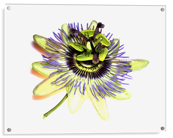 painted passion flower Acrylic by Heather Newton