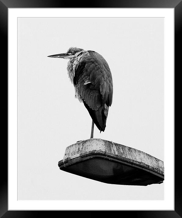 Urban Heron Framed Mounted Print by Tim O'Brien