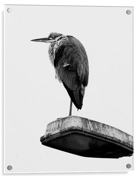 Urban Heron Acrylic by Tim O'Brien