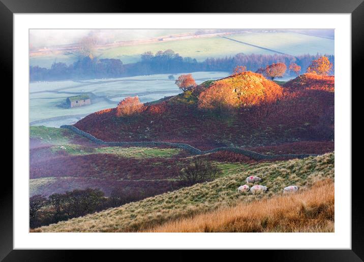 Edale, Barn, Sheep, Train.  Framed Mounted Print by John Finney