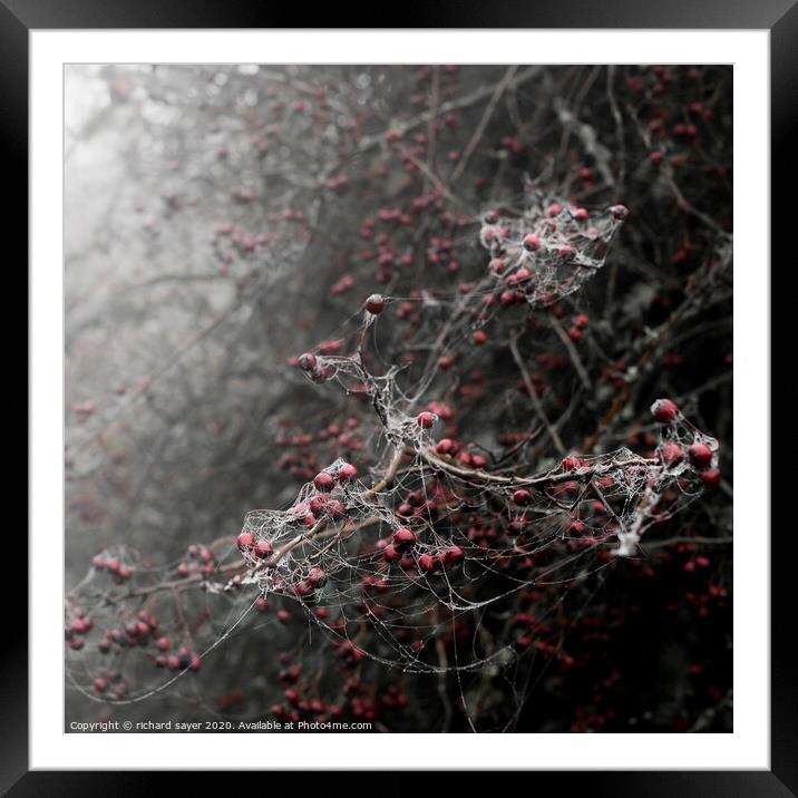 Enchanting November Berries Framed Mounted Print by richard sayer