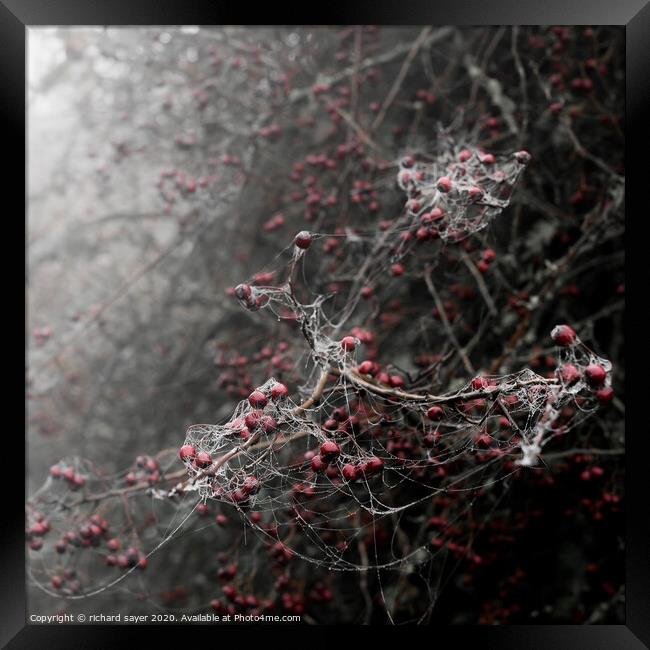 Enchanting November Berries Framed Print by richard sayer