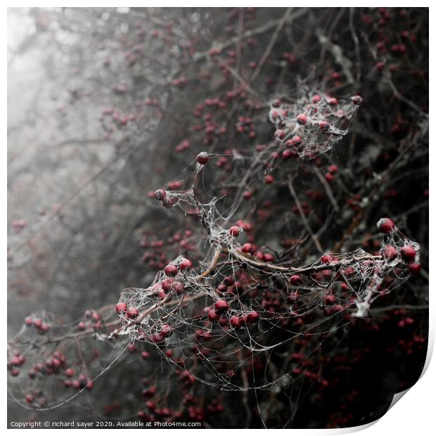 Enchanting November Berries Print by richard sayer