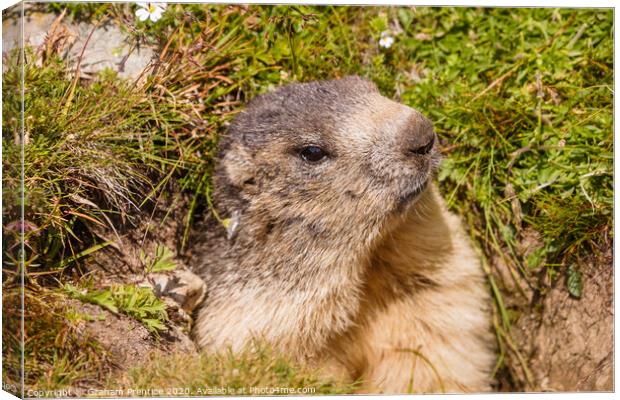 A cute marmot in the Swiss Alps Canvas Print by Graham Prentice