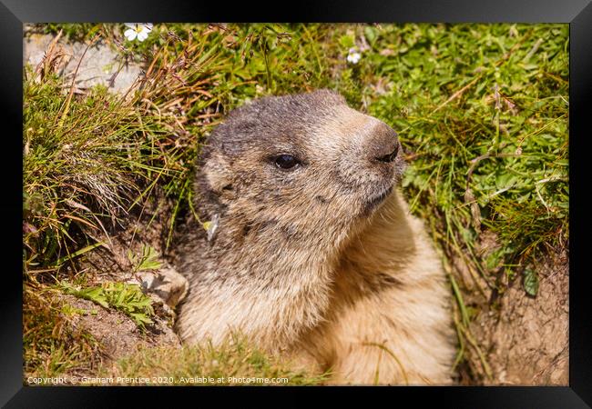 A cute marmot in the Swiss Alps Framed Print by Graham Prentice