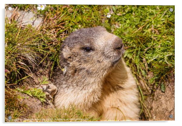 A cute marmot in the Swiss Alps Acrylic by Graham Prentice