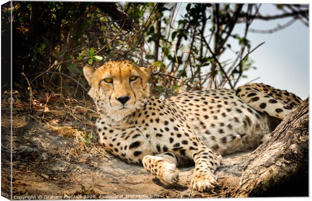 Cheetah making eye contact Canvas Print by Graham Prentice