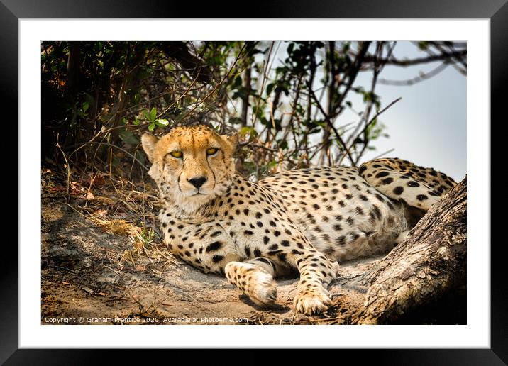 Cheetah making eye contact Framed Mounted Print by Graham Prentice