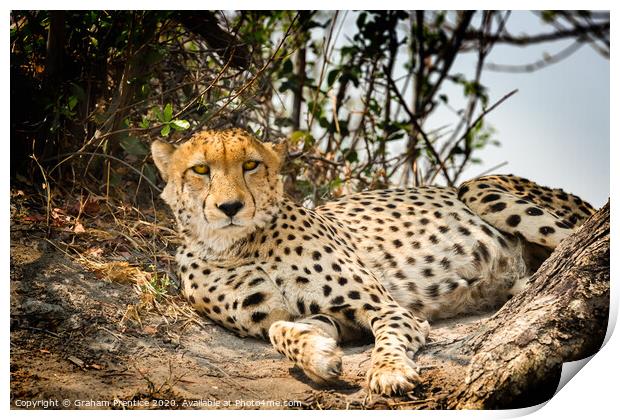 Cheetah making eye contact Print by Graham Prentice