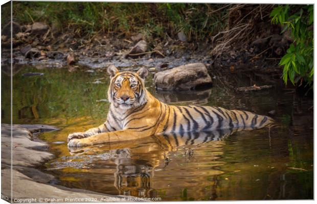 Bengal tiger laying in a water hole with reflectio Canvas Print by Graham Prentice