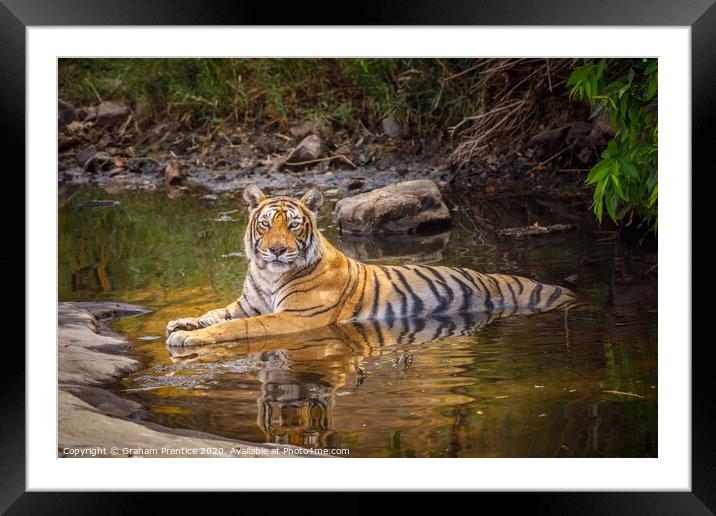 Bengal tiger laying in a water hole with reflectio Framed Mounted Print by Graham Prentice