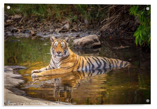 Bengal tiger laying in a water hole with reflectio Acrylic by Graham Prentice