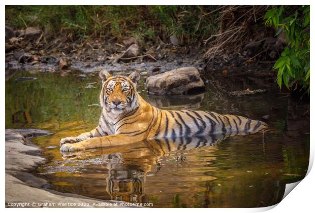 Bengal tiger laying in a water hole with reflectio Print by Graham Prentice
