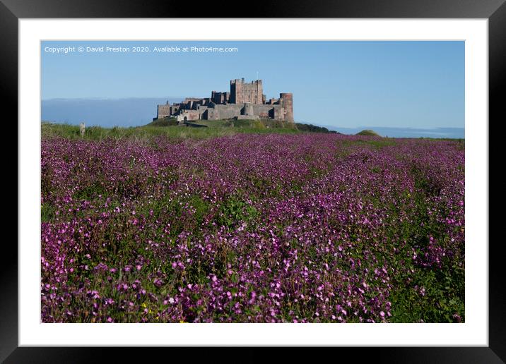 Bamburgh castle in a sea of purple blooms Framed Mounted Print by David Preston