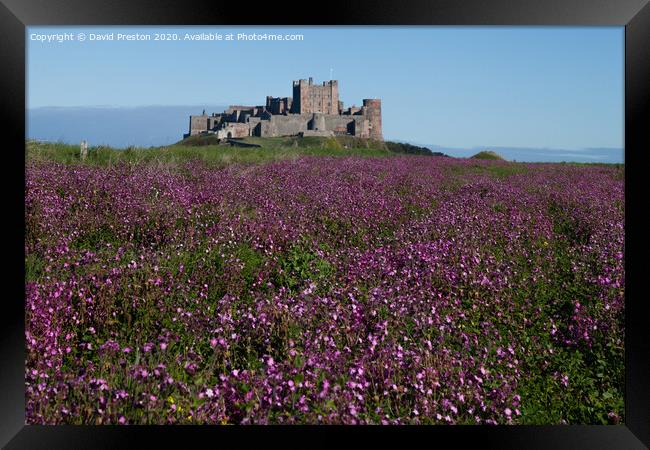Bamburgh castle in a sea of purple blooms Framed Print by David Preston