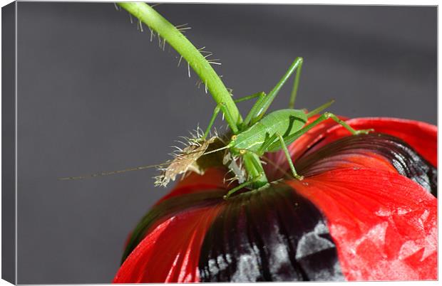 Grass Hopper on a Poppy Canvas Print by Pete Hemington