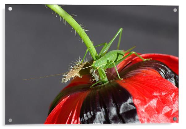 Grass Hopper on a Poppy Acrylic by Pete Hemington