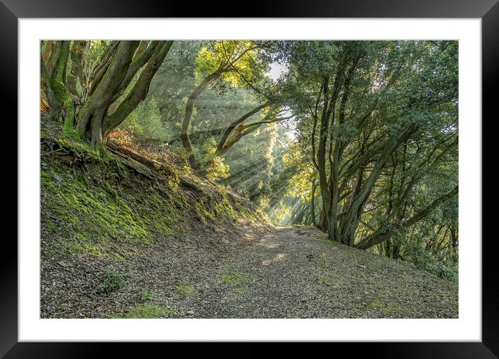 Sunbeams in Selworthy Woods Framed Mounted Print by Shaun Davey