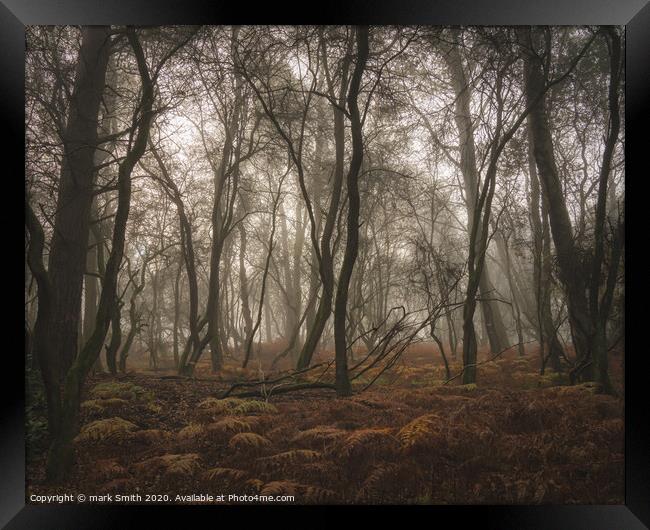 misty autumn woodland Framed Print by mark Smith