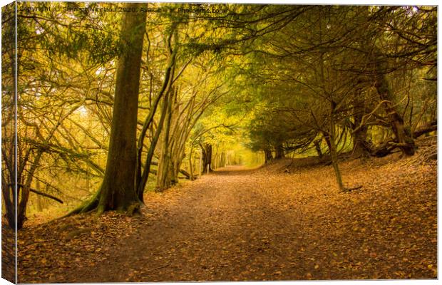 Autumnal Woodland walk  Canvas Print by Stewart Nicolaou