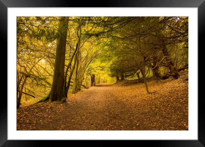 Autumnal Woodland walk  Framed Mounted Print by Stewart Nicolaou