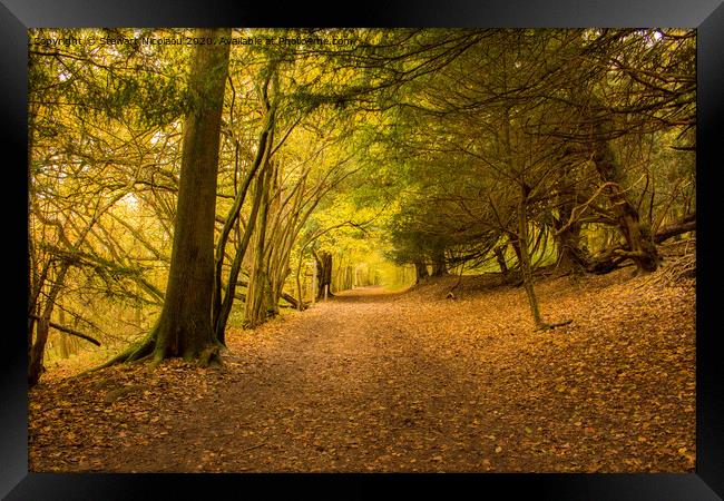 Autumnal Woodland walk  Framed Print by Stewart Nicolaou