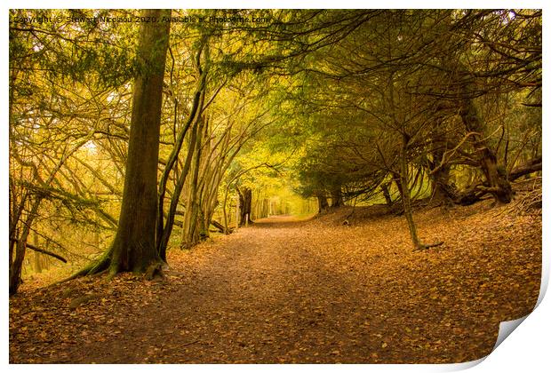 Autumnal Woodland walk  Print by Stewart Nicolaou