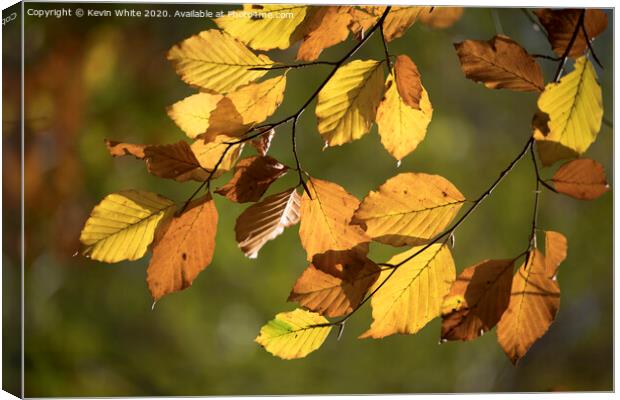 Autumn leaves on the turn Canvas Print by Kevin White