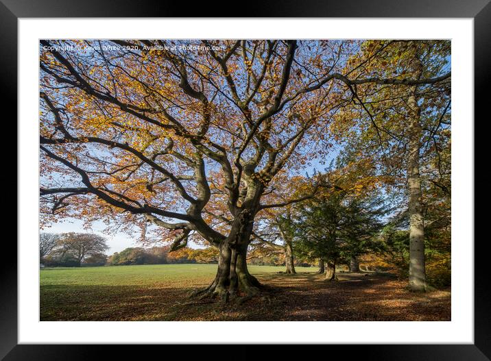 Autumn time as leaves drop Framed Mounted Print by Kevin White