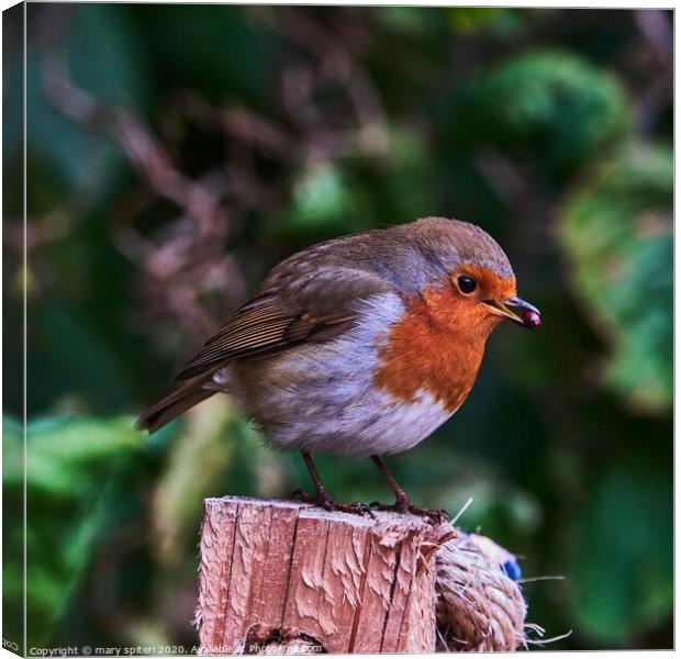Robin redbreast perched on top of a wooden post wi Canvas Print by mary spiteri