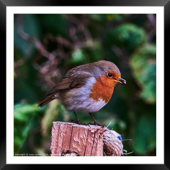 Robin redbreast perched on top of a wooden post wi Framed Mounted Print by mary spiteri