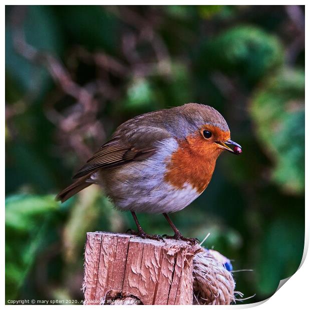 Robin redbreast perched on top of a wooden post wi Print by mary spiteri