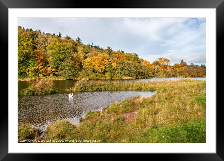 Hen Poo, Lake, Duns, Scotland Framed Mounted Print by Dave Collins